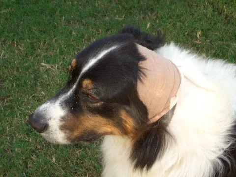 New Bandage.webp New Bandage.webp