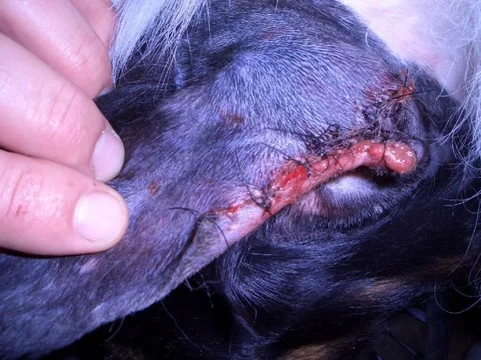 All stitched up.webp All stitched up.webp