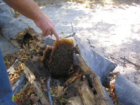 bees_sm.webp