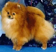pom.webp