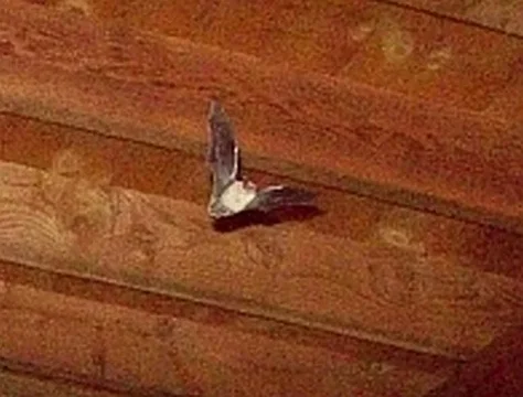 porchbat6.webp