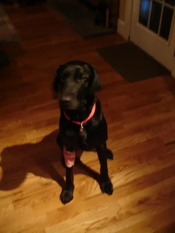 newdog 037.jpg