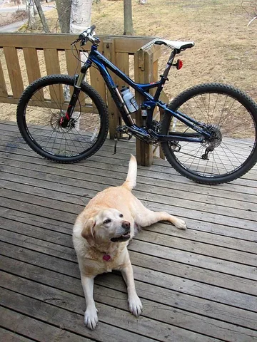 dogslikebikes.webp