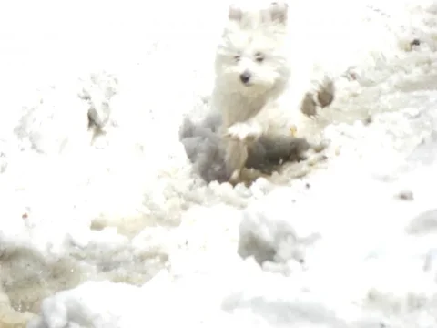 Puppies (97).webp