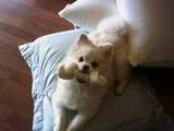 th_Rosco.webp