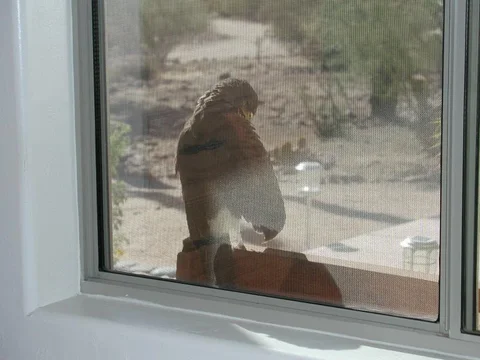HarrisHawk6.webp HarrisHawk6.webp