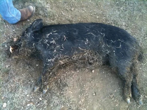 boar2.jpg