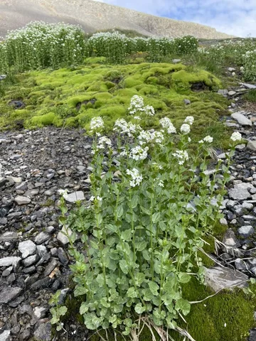 StonyFlowers4.webp