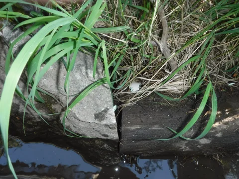 DSCF6516.webp