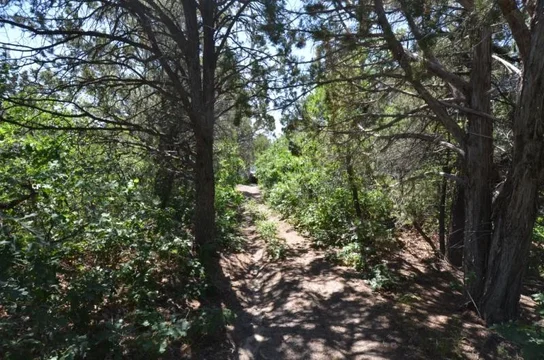 2011-08-07 Grand Mesa 038.webp