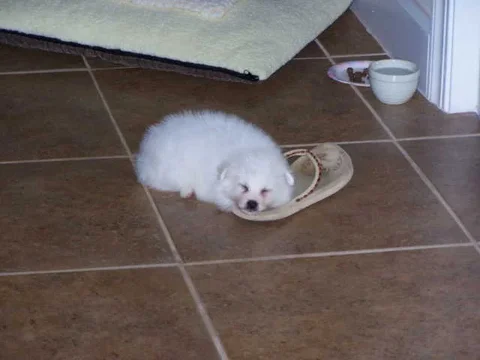 Missy as a Pup Smallerjpeg.webp