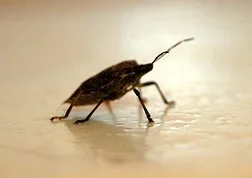 stink bug.webp