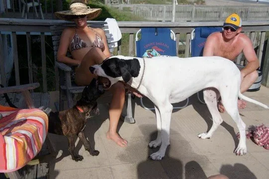 Dingo 5.webp