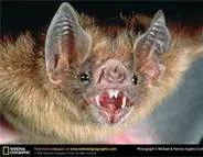 Bats.webp
