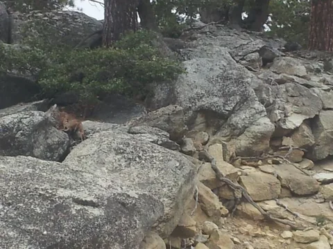 Bobcat.webp