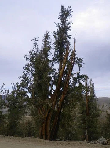 Bristlecone Pine.webp