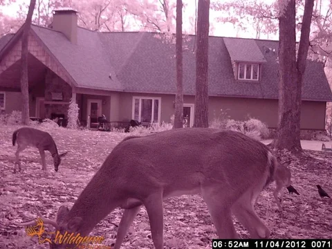 buckdoe04nov12.webp