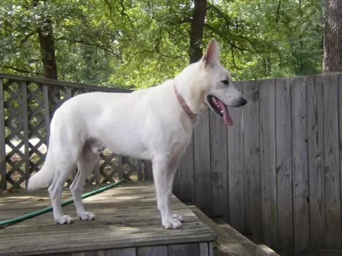 newdog.webp