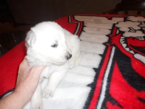 newpup.webp