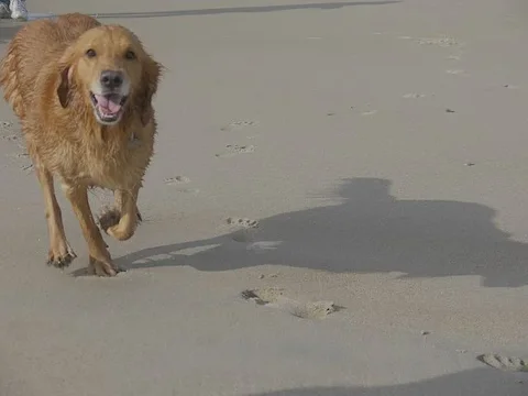 bailey smile n sand.webp