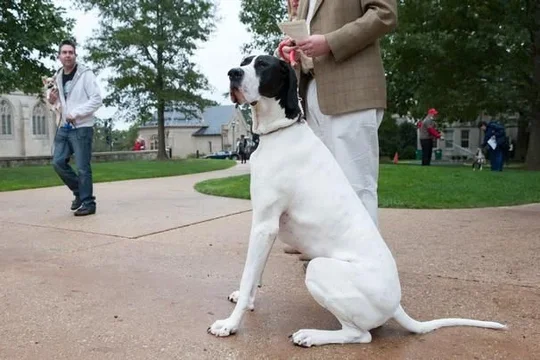 dingo animal blessing.webp