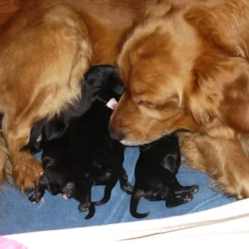 5 puppy day 1 eat.webp