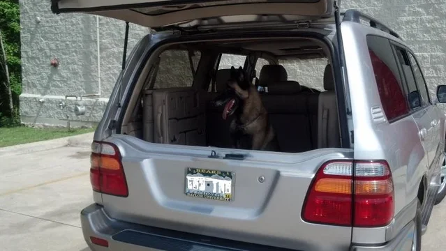 Edited Dog and Cruiser.webp