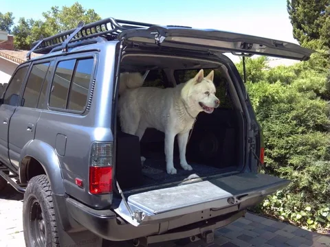 Kuma.webp