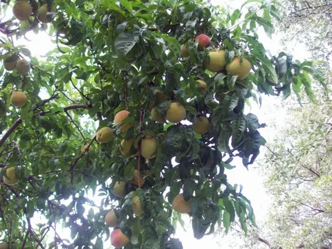 101_1233.webp