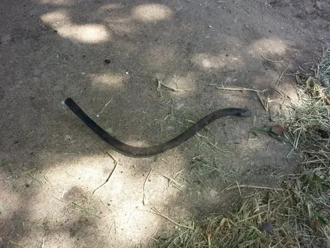 old breather hose.webp