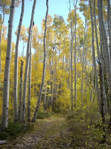 Aspens 2013.webp