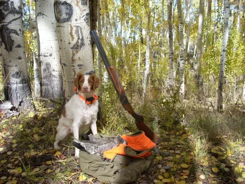 Grouse fall 2013.webp