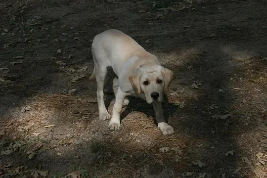 Jack Mascot.webp
