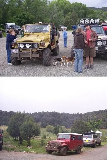 beagles.webp