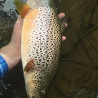creekcruiser