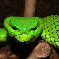TheViper