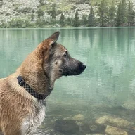 ENZODOG