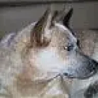 Cattledog