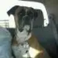 coolotisdog