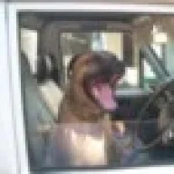 bigbrowndog