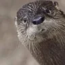 Wild Otter