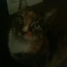 LCkitten