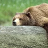 JareBear89