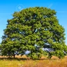 Theoak
