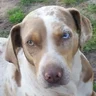 Catahoula Crusi