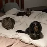 barkgrind