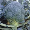 broccoliprophet