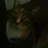 LCkitten