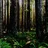 Junglejack