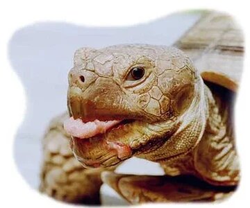 Tortuga